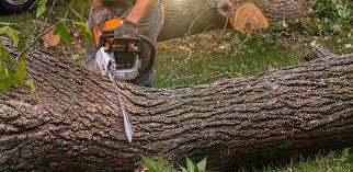 Best Arborist Consultation Services  in Chattanoo Valley, GA