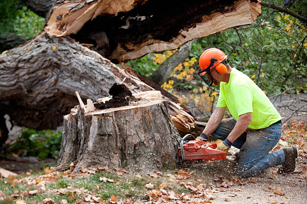 Best Storm Damage Tree Cleanup  in Chattanoo Valley, GA